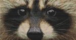 (image for) Through the Eye - Raccoon
